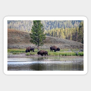 Three Buffalo grazing in Yellowstone Sticker